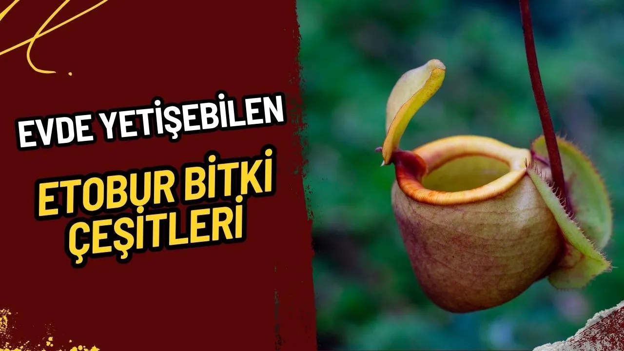 Evde Yetişebilen Etobur Bitki Çeşitleri: Yeşil Canavarların Gizemli Dünyası Evinize Geliyor!