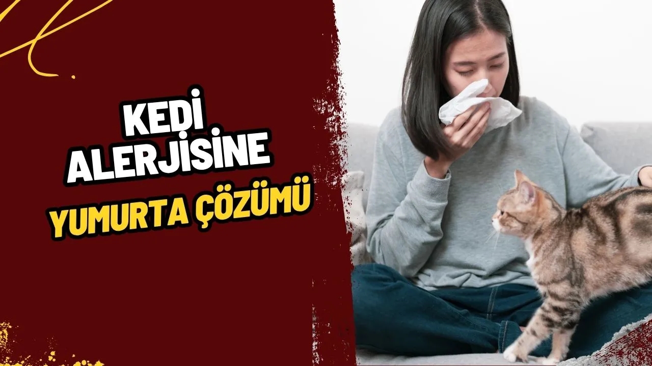 Kedi Alerjisine Şaşırtıcı Çözüm: Bilim Dünyası Yumurtanın Peşinde!
