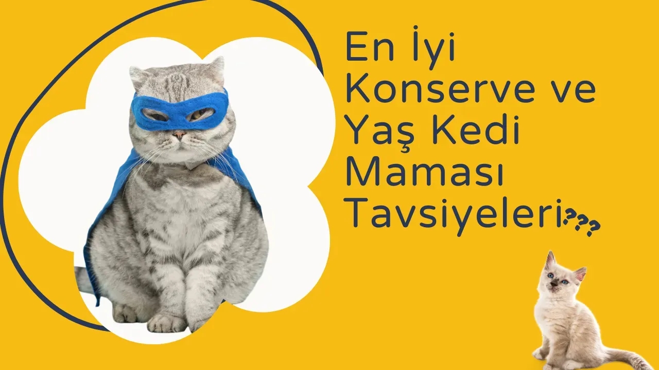 2025'in En İyi Konserve & Yaş Kedi Maması: Sağlıklı ve Lezzetli Seçenekler