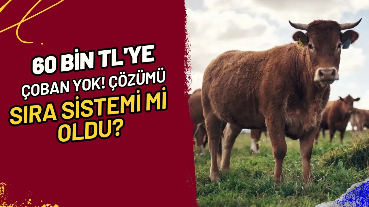 60 Bin TL'ye Çoban Yok! Çözümü Sıra Sistemi mi Oldu?