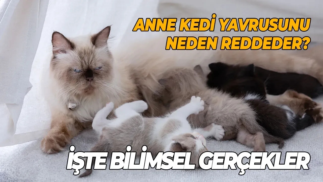 Anne Kedi Yavrusunu Neden Reddeder? İşte Bilimsel Gerçekler