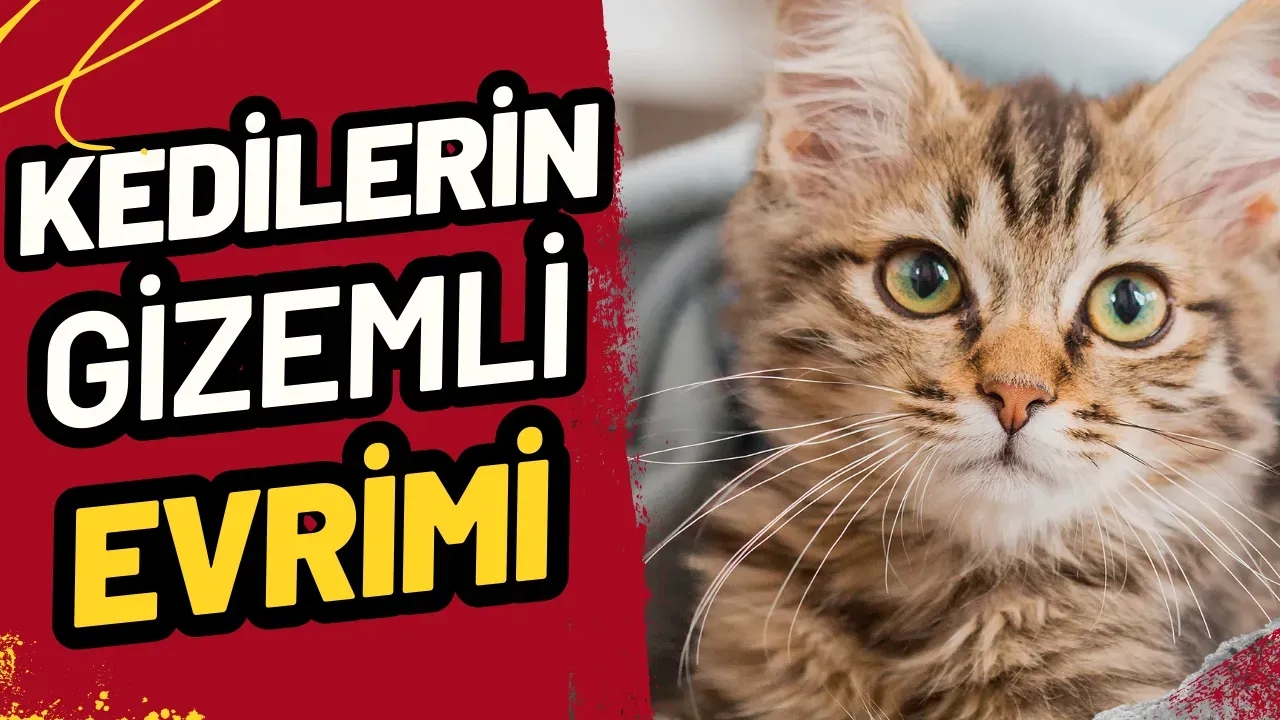 Kedilerin Gizemli Evrimi: Yabani Atalarından Sevimli Ev Arkadaşlarına Nasıl Dönüştüler?