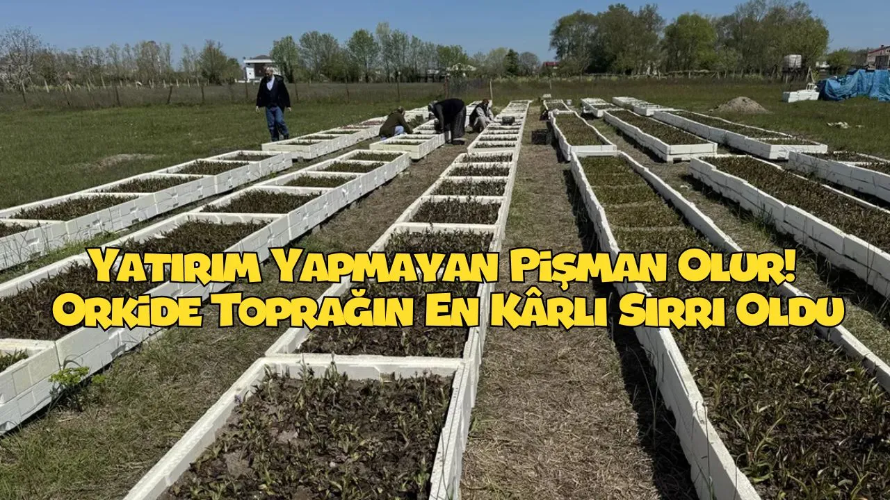 Salep Üretiminde Patlama! 60 Tonluk Rekor Bekleniyor (İşte detaylar...)