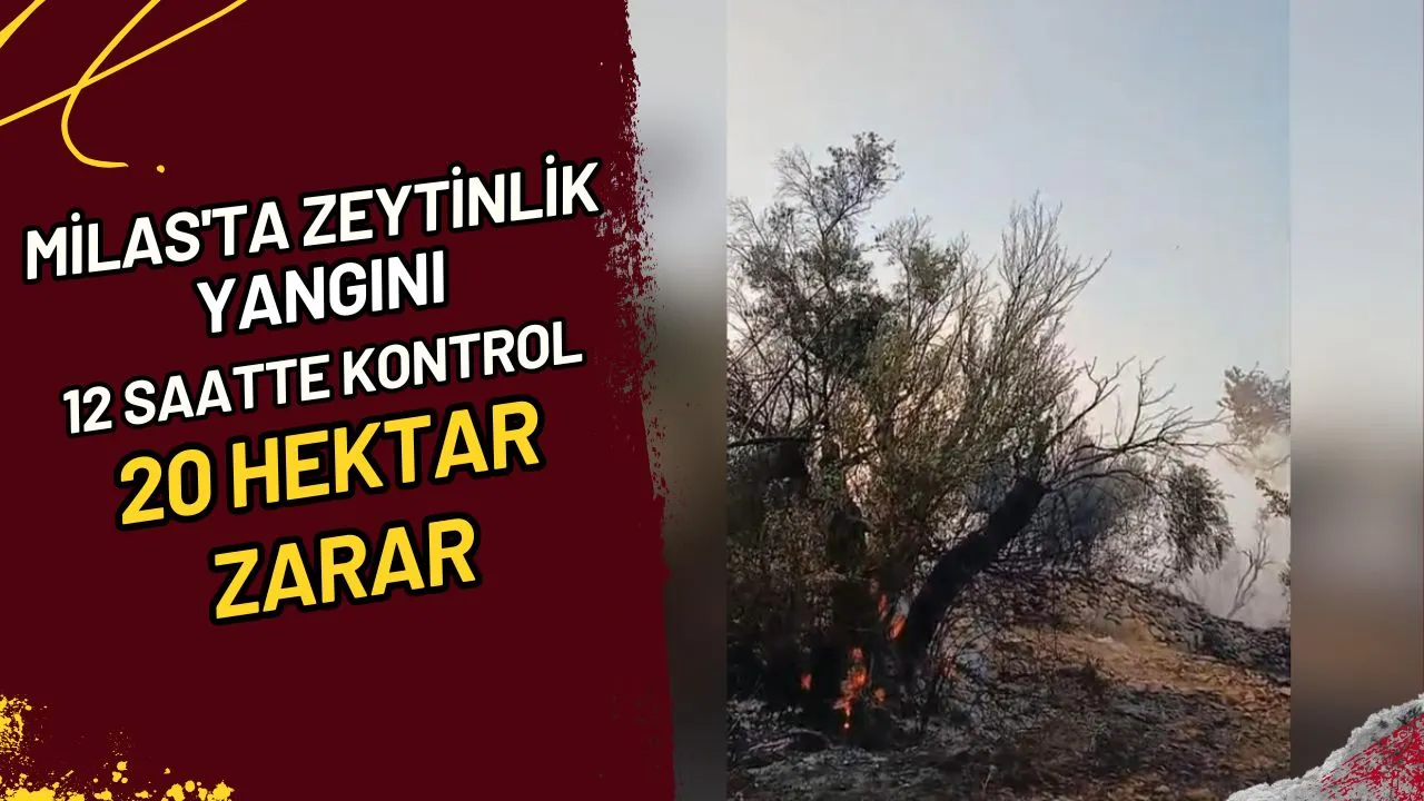 Milas'ta Zeytinlik Yangını 12 Saatte Kontrol, 20 Hektar Zarar