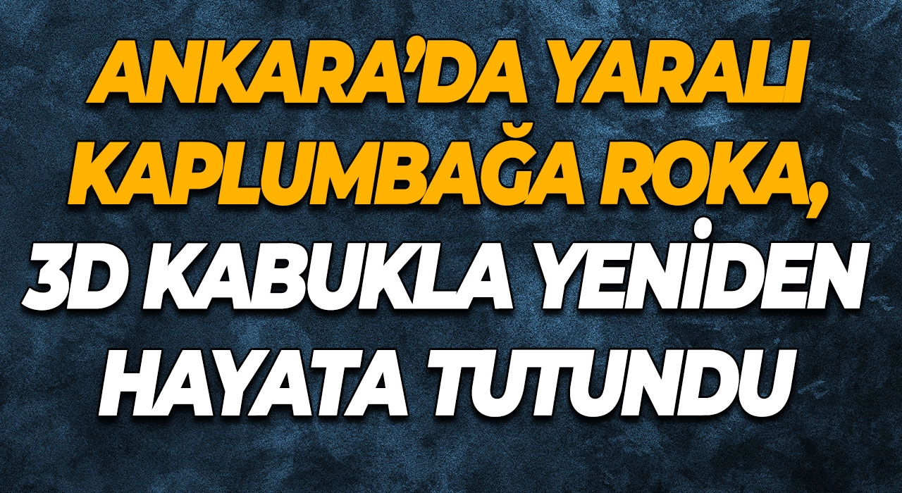 Ankara’da Yaralı Kaplumbağa Roka, 3D Kabukla Yeniden Hayata Tutundu