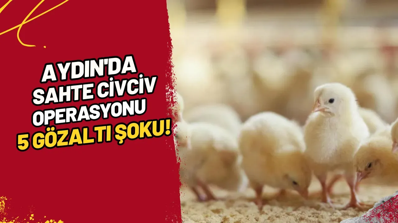 Image for Aydın'da Sahte Civciv Operasyonu 5 Gözaltı Şoku!