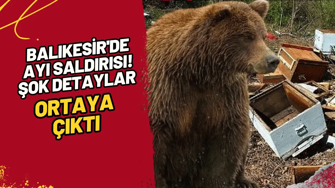 Image for Balıkesir'de Ayı Saldırısı! Şok Detaylar Ortaya Çıktı