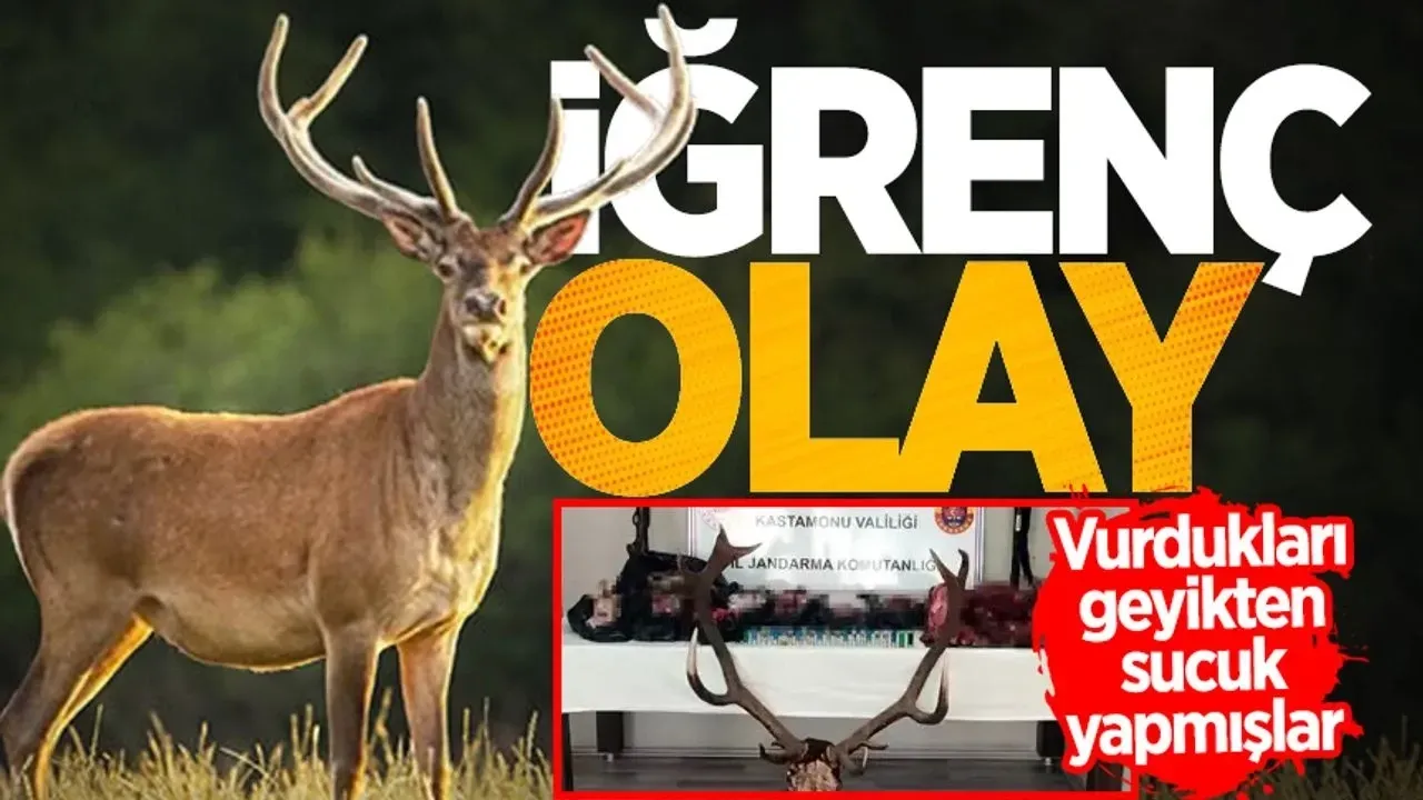 Image for Bu Kadarına Gerçekten Pes! At, Eşek, Domuz Eti Derken Şimdi de Geyik Eti!