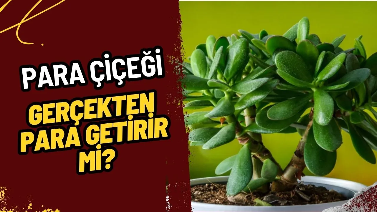 Para Çiçeği (Crassula Ovata): Evinize Şans ve Bereket Getiren Canlı Sembol