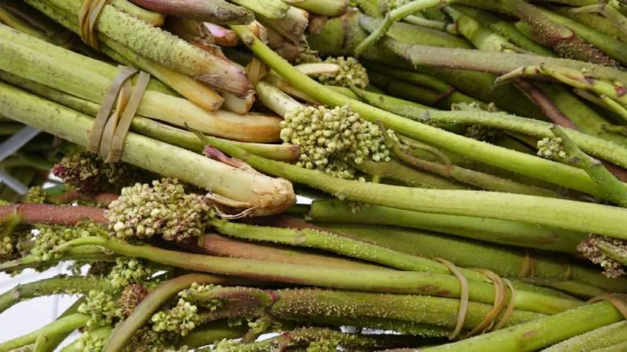 Image for Işkın Otu Mide Rahatlatıcı ve Bağışıklık Sistemini Güçlendiren Doğal Çözüm