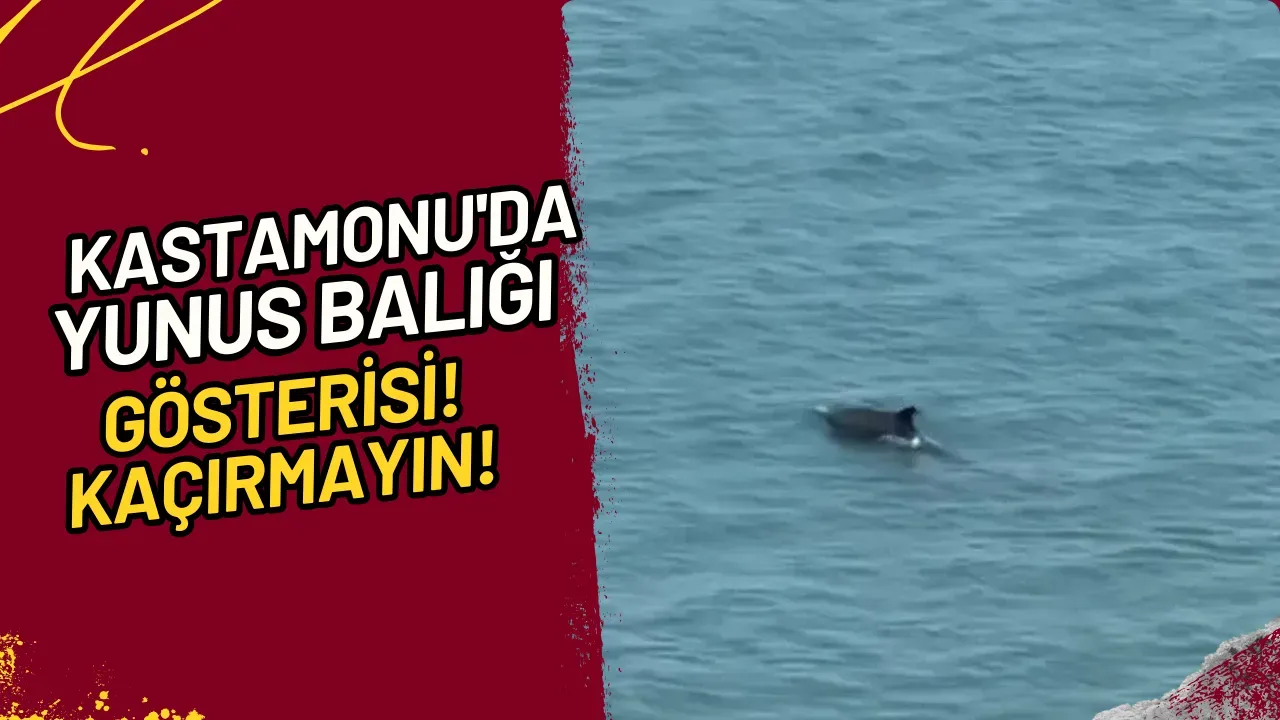 Image for Kastamonu'da Yunus Balığı Gösterisi! Kaçırmayın!