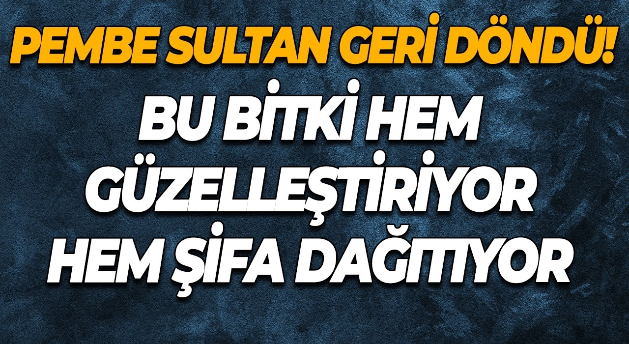 Pembe Sultan Geri Döndü! Bu Bitki Hem Güzelleştiriyor Hem Şifa Dağıtıyor