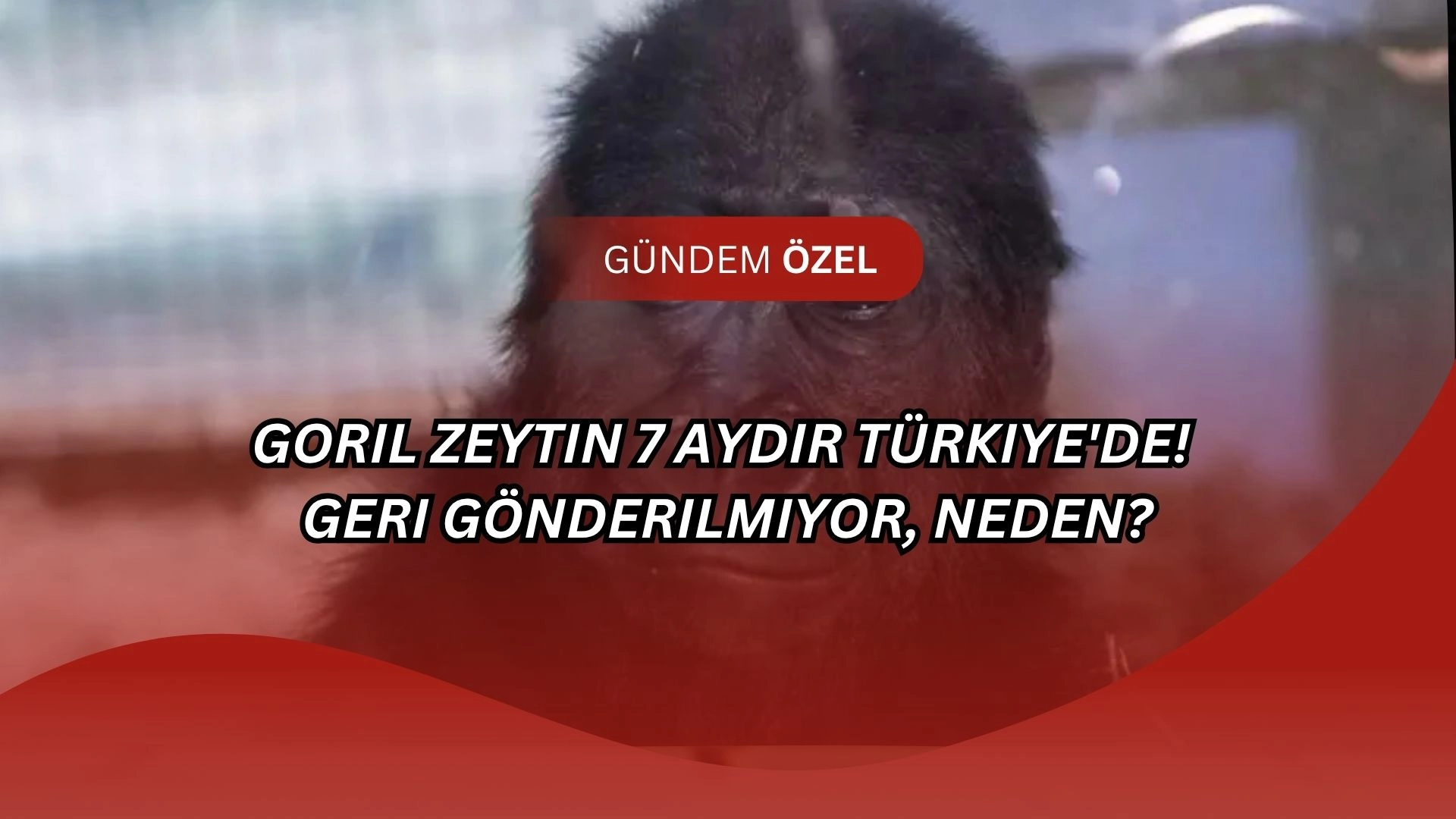 Goril Zeytin 7 Aydır Türkiye'de! Geri Gönderilmiyor, Neden?