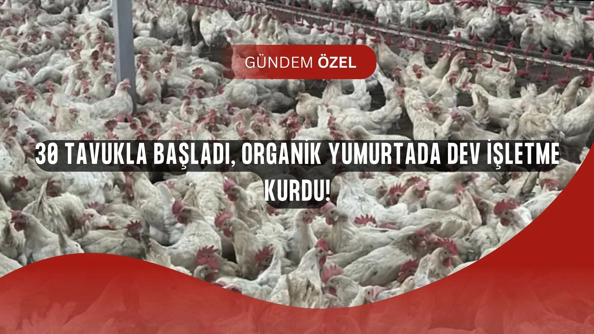30 Tavukla Başladı, Şimdi 1700 Tavukla Organik Yumurta Devi Oldu!