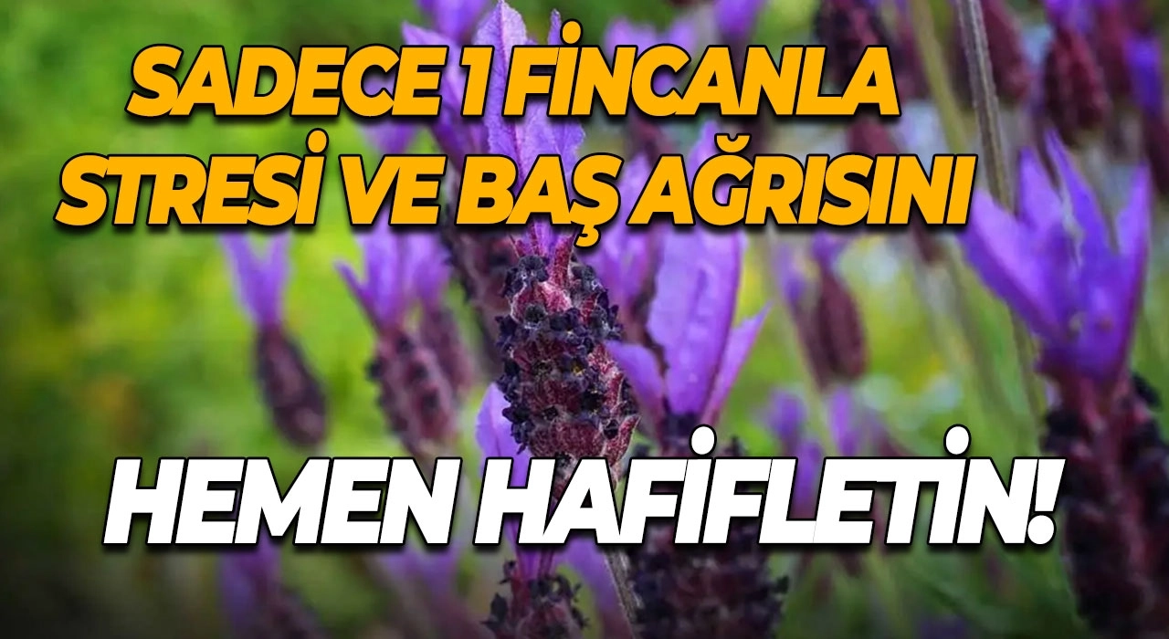 Sadece 1 Fincanla Stresi ve Baş Ağrısını Hemen Hafifletin!