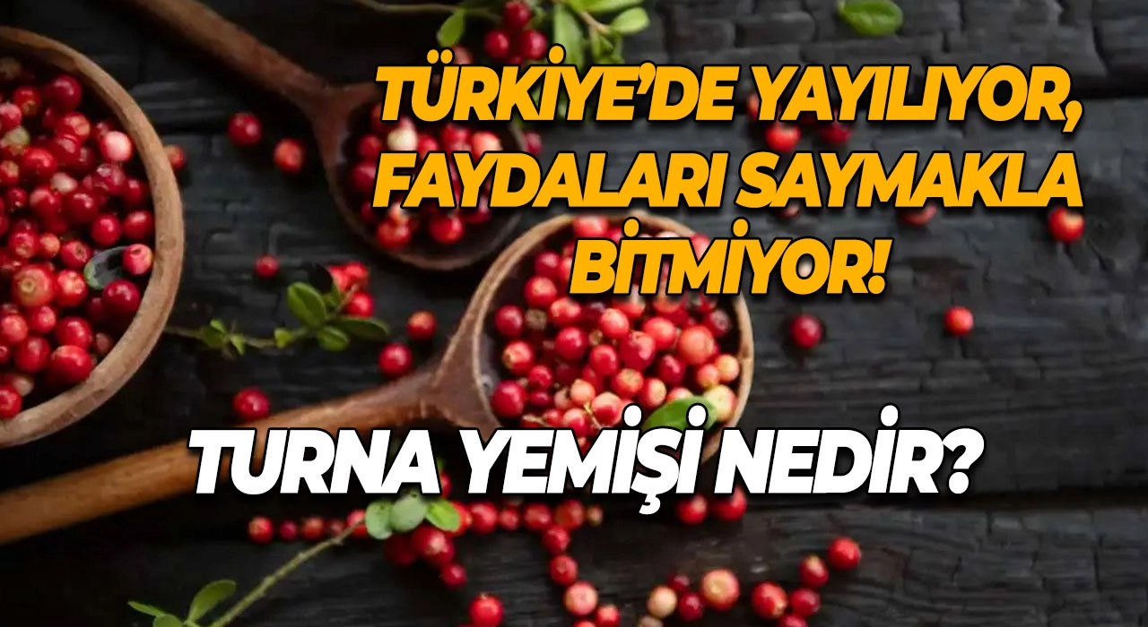 Turna Yemişi Nedir? Türkiye’de Yayılıyor, Faydaları Saymakla Bitmiyor!