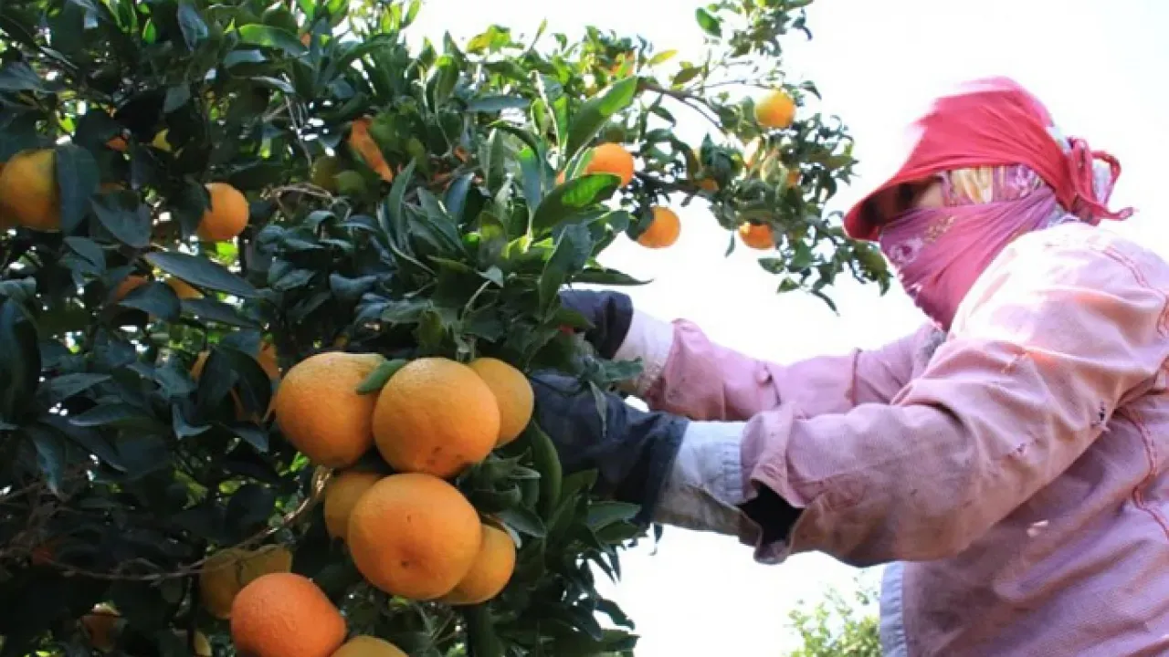 Mandalina Üretimi Bu Yıl Yüzde 35 Arttı