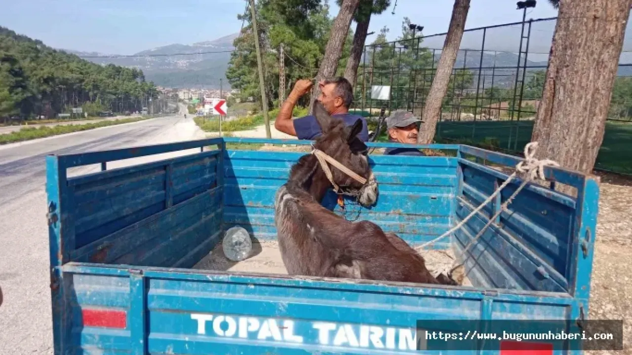 Yayladağı’da Hayvan Sevgisiyle Duygulandıran Hareket