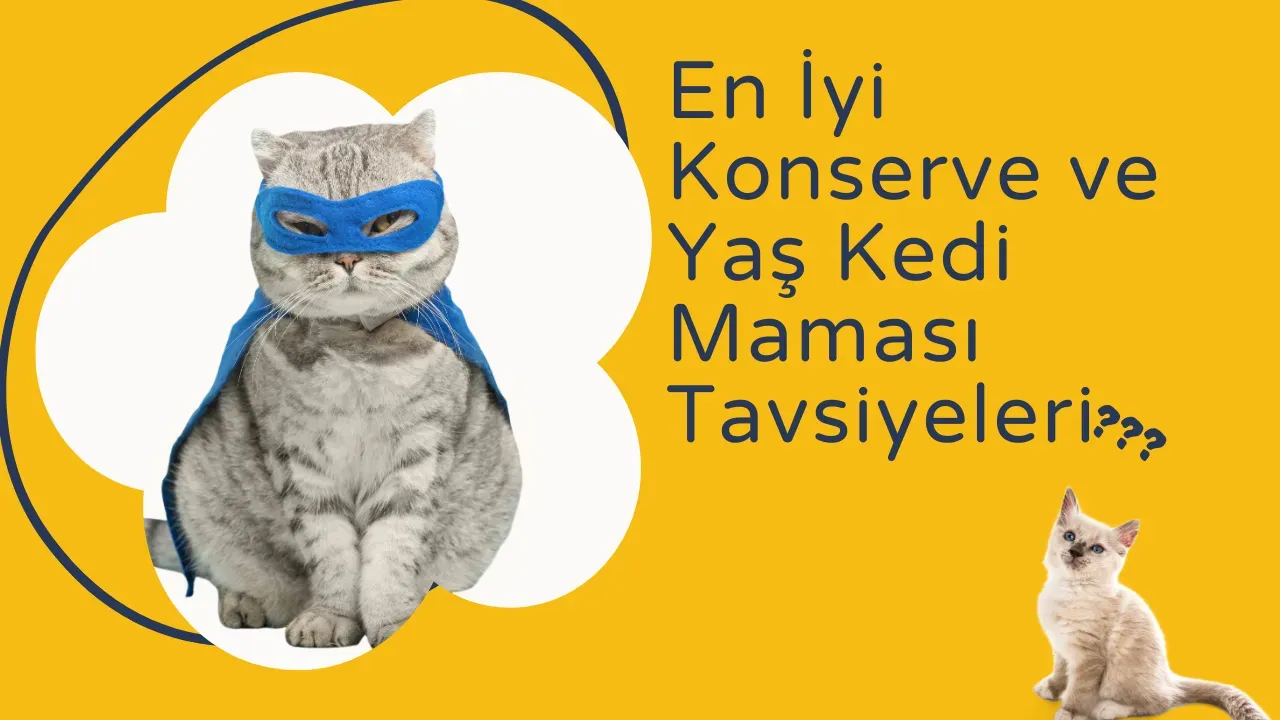 2025'in En İyi Konserve & Yaş Kedi Maması: Sağlıklı ve Lezzetli Seçenekler