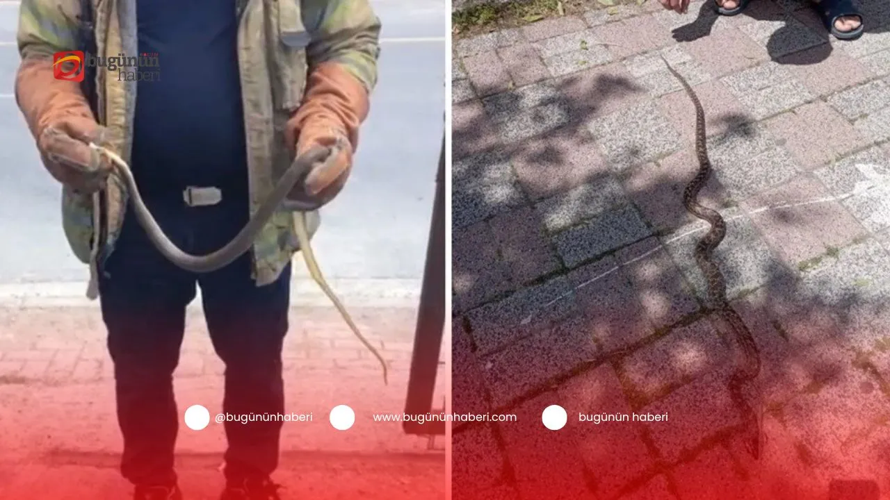 Media content