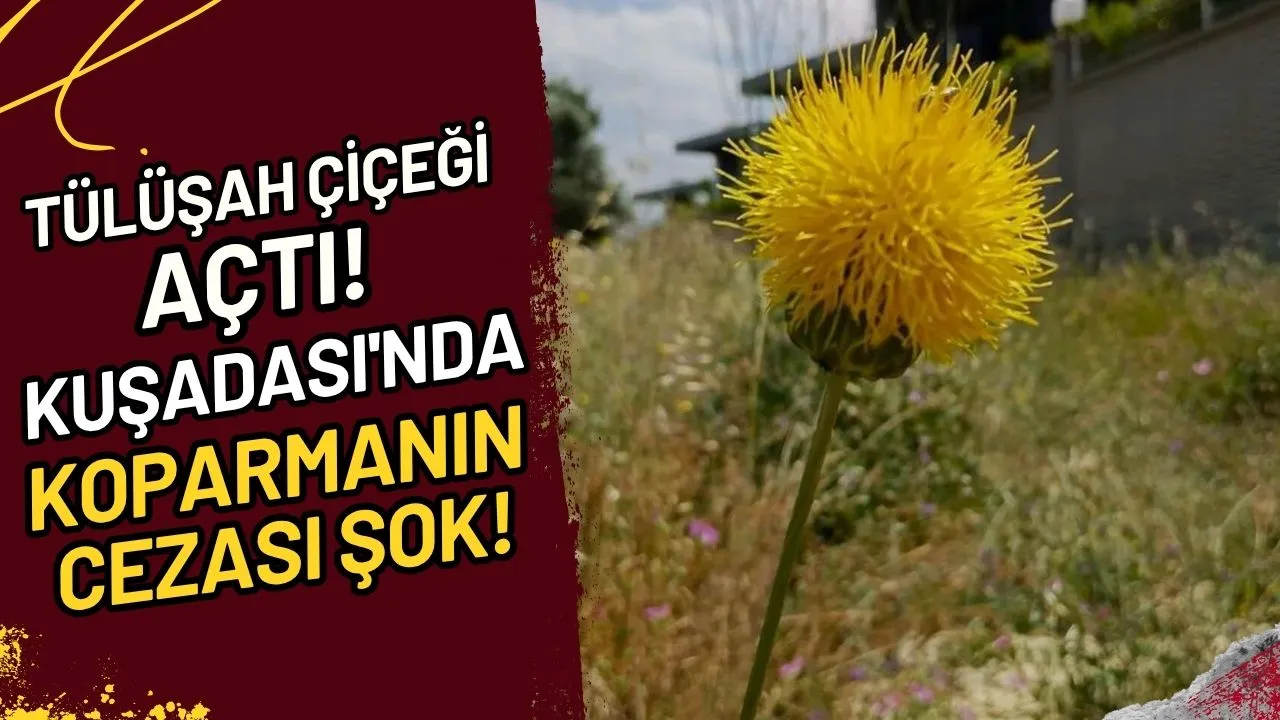 Tülüşah Çiçeği Açtı! Kuşadası'nda Koparmanın Cezası ŞOK!