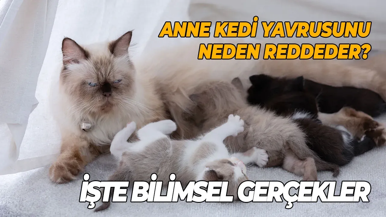 Anne Kedi Yavrusunu Neden Reddeder? İşte Bilimsel Gerçekler