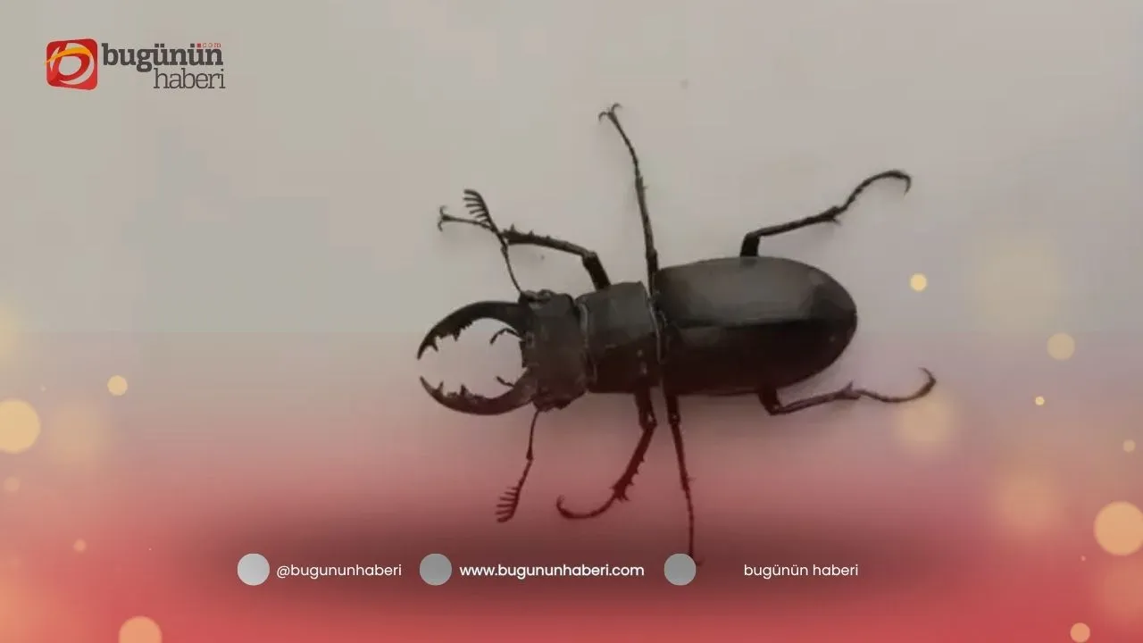 Media content