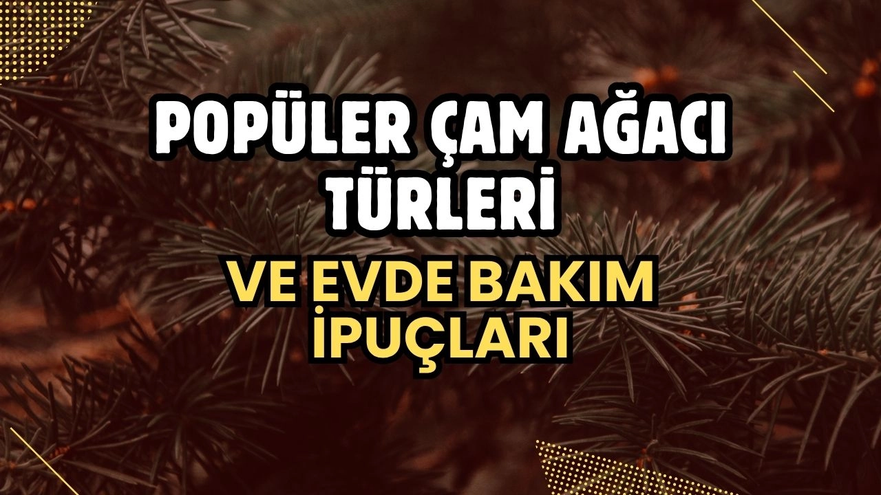 Popüler Çam Ağacı Türleri ve Evde Bakım İpuçları