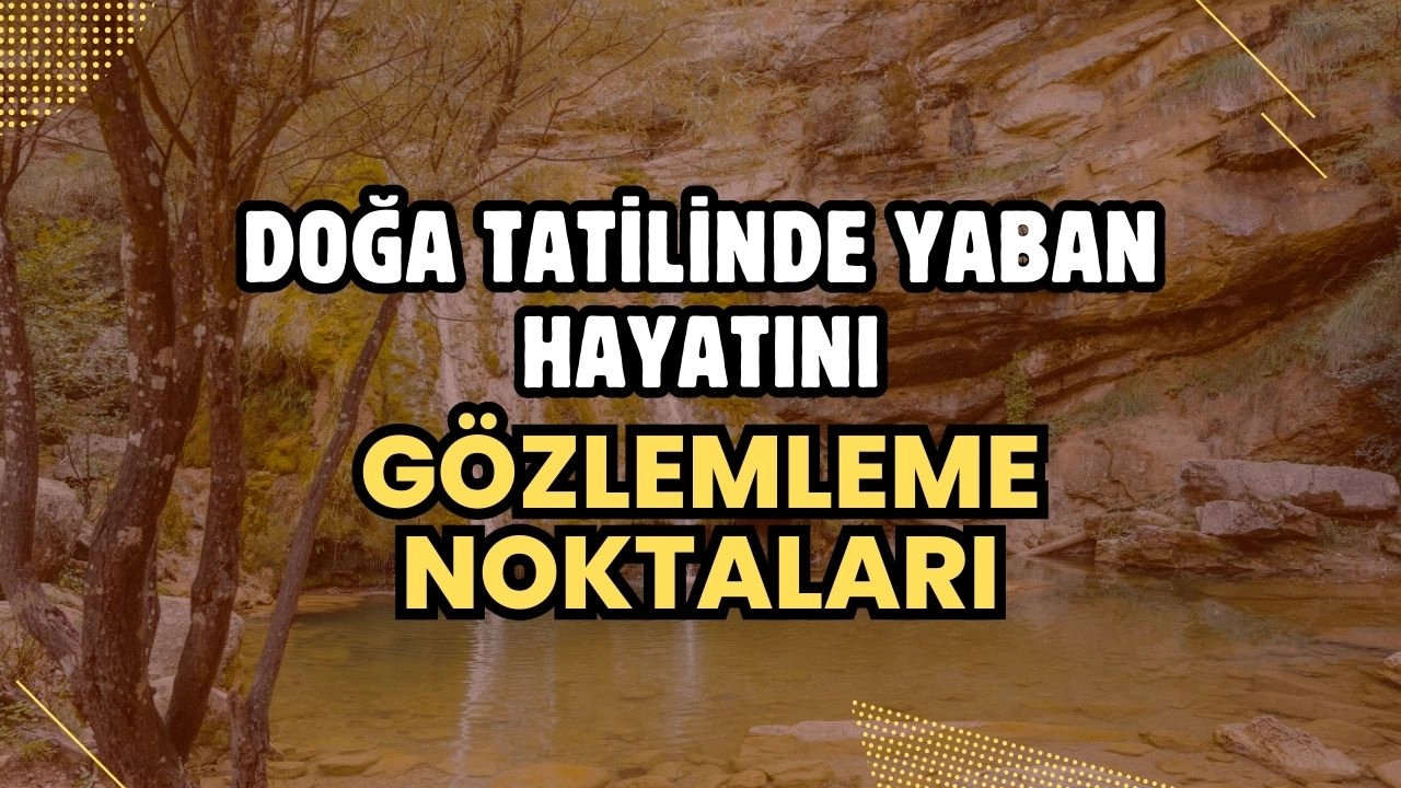 Doğa Tatilinde Yaban Hayatını Gözlemleme Noktaları