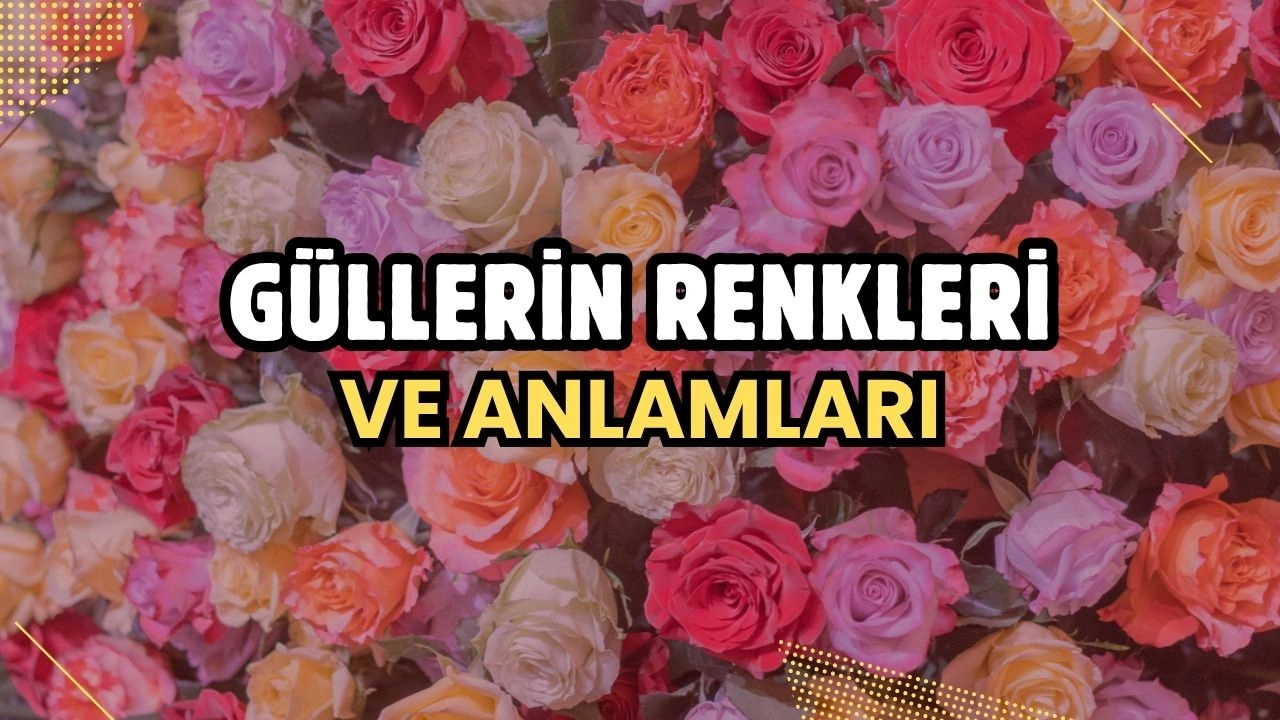 Güllerin Renkleri ve Anlamları! Duygularınızı En İyi Hangi Renk Anlatır?