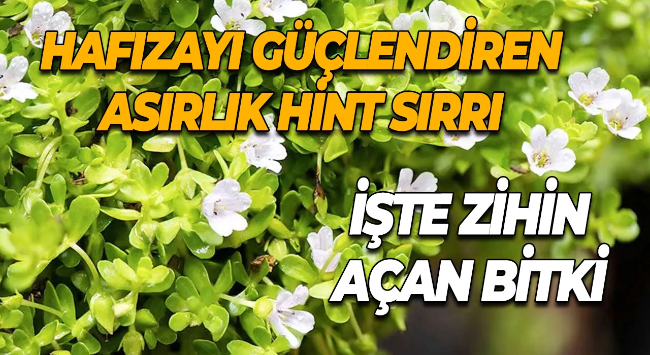 Hafızayı Güçlendiren Asırlık Hint Sırrı İşte Zihin Açan Bitki