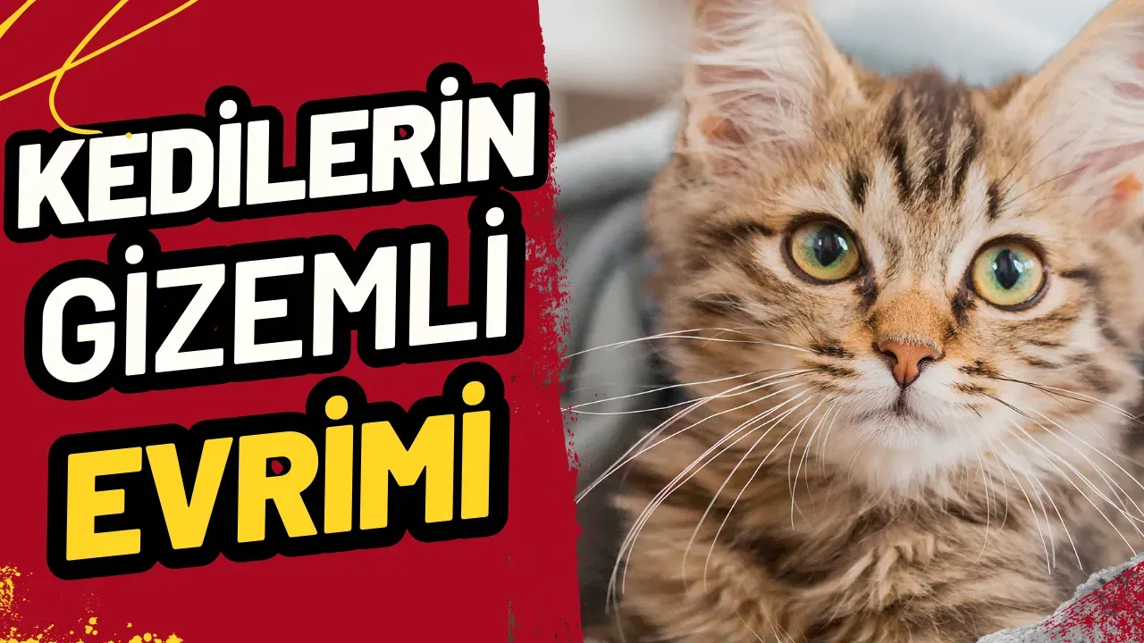 Kedilerin Gizemli Evrimi: Yabani Atalarından Sevimli Ev Arkadaşlarına Nasıl Dönüştüler?