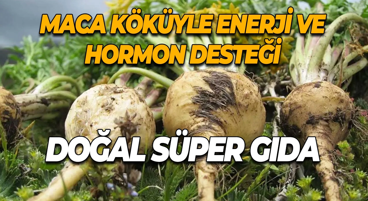 Maca Köküyle Enerji ve Hormon Desteği Doğal Süper Gıda