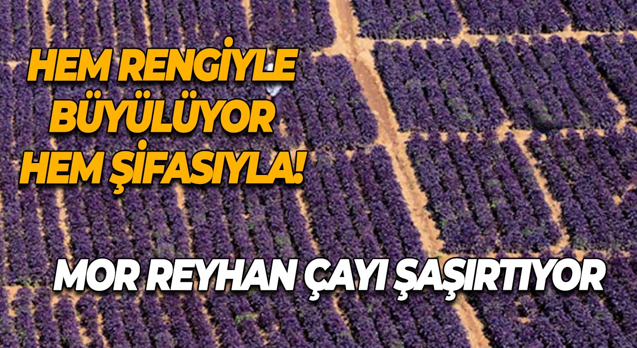 Mor Reyhan Çayı Şaşırtıyor Hem Rengiyle Büyülüyor Hem Şifasıyla!