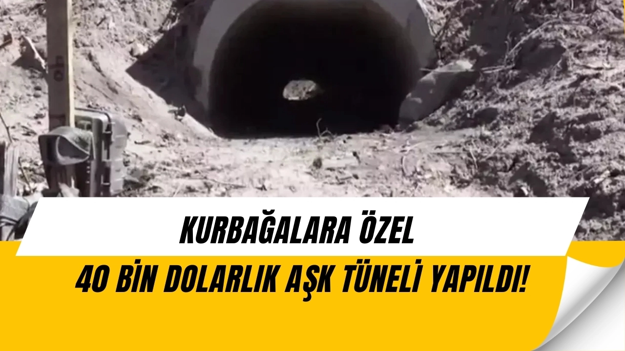 Kurbağalara 40 Bin Dolarlık Tünel! ABD’de “Aşk Projesi” Dünya Gündeminde