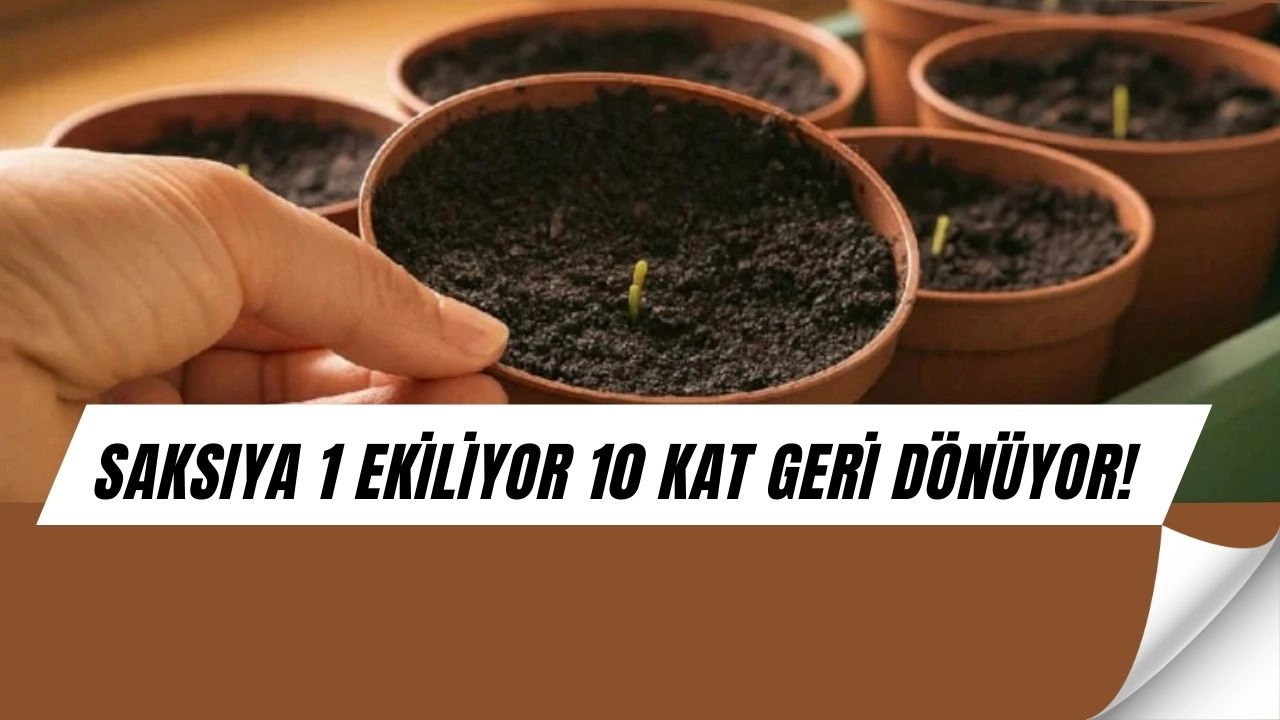 Saksıya 1 Koyuyor, 10 Katını Alıyor: Yeşil Soğanın Şaşırtan Sırrı!
