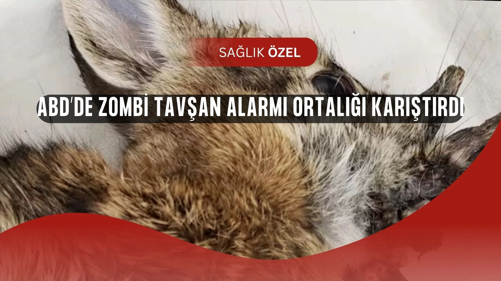 ABD’de Zombi Tavşan Paniği: Yetkililerden Şok Açıklama Geldi!