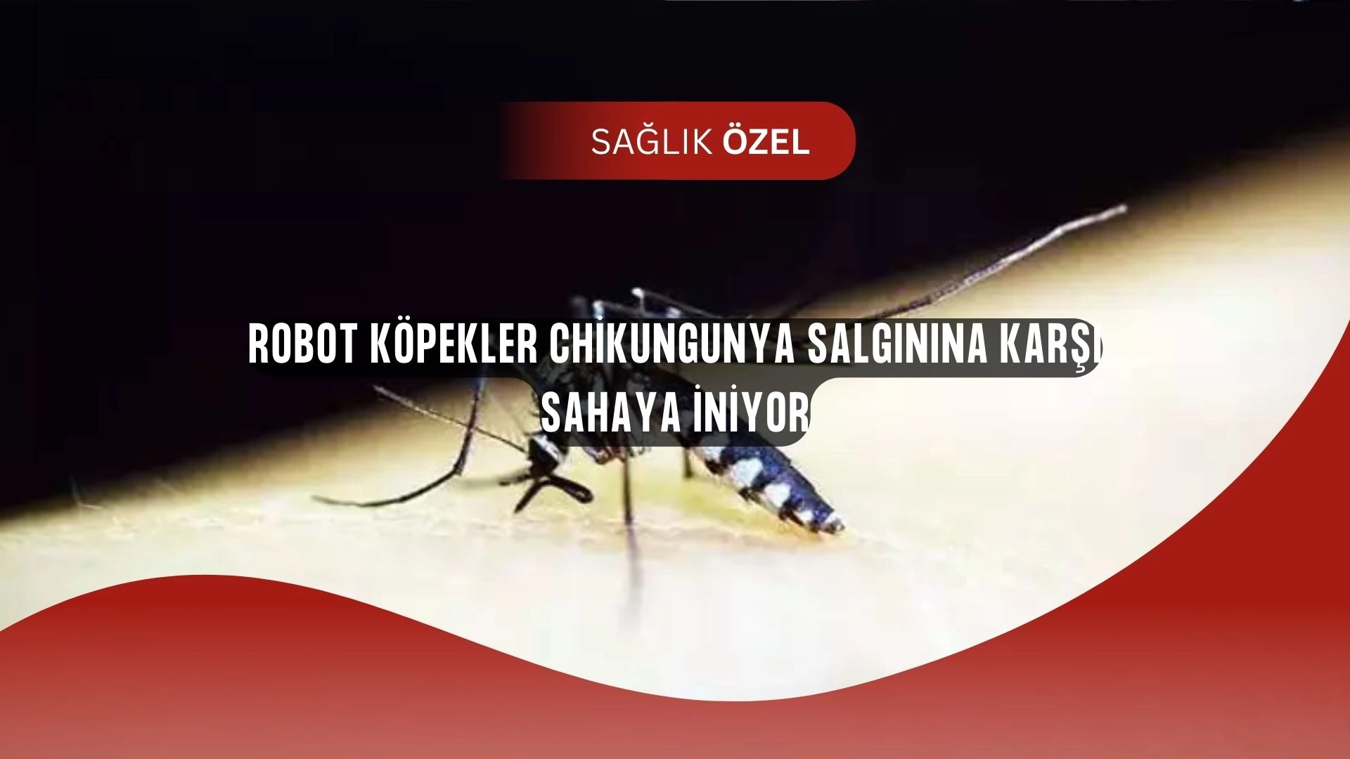 Hong Kong’dan ŞOK Karar: Chikungunya İçin Robot Köpekler Sokağa Çıkıyor!