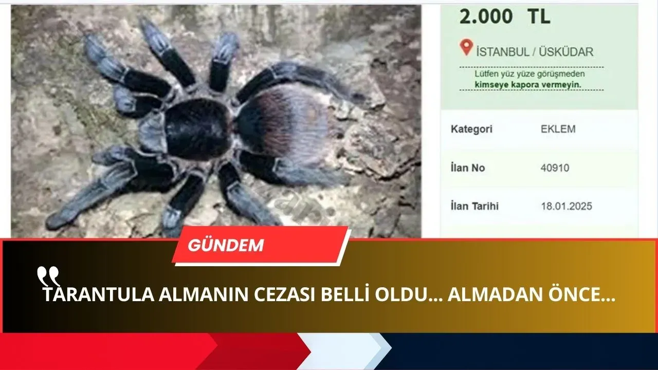 Türkiye’de WhatsApp Üzerinden Tarantula Kaçakçılığı! CEZASI ARABA SATTIRIYOR!