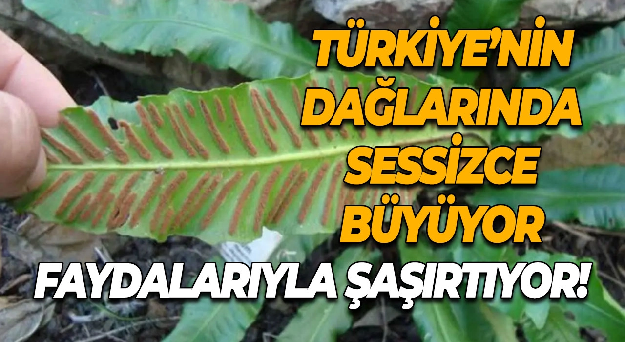 Türkiye’nin Dağlarında Sessizce Büyüyor Faydalarıyla Şaşırtıyor!