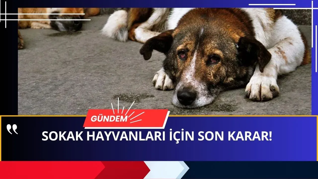 Valilikten Büyük Operasyon Başlıyor! Sahipsiz Hayvanlar İçin Yeni Düzenleme Geldi!